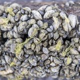 La moule zébrée (Dreissena polymorpha) qui a conquis notamment les lacs suisses, fait partie des espèces exotiques invasives provoquant des extinctions locales dans les milieux d'eau douce (archives).
